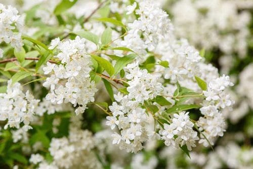 Types of White Flowers 12