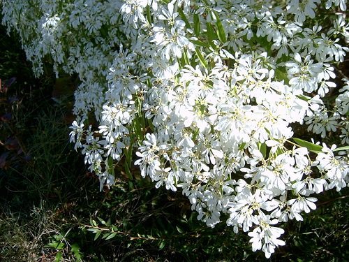 Types of White Flowers 14