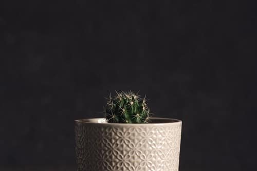 Best Indoor Cactus Plants 2