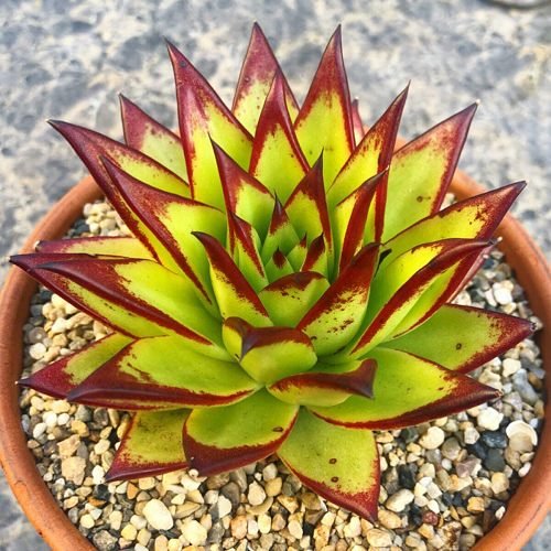 Best Red Succulents 2