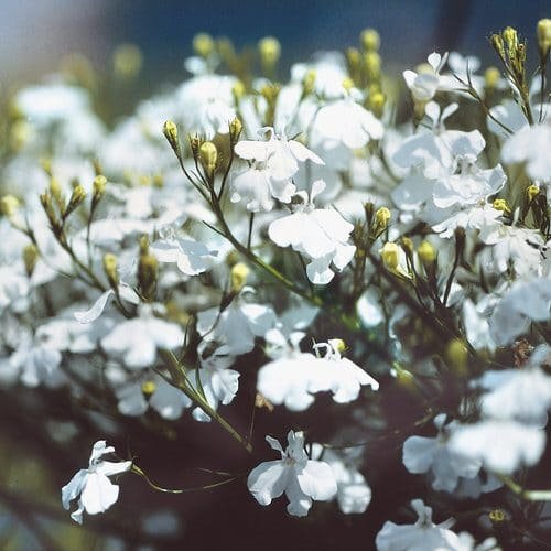Types of White Flowers 18