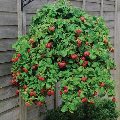Fruits You Can Grow in Hanging Baskets 2