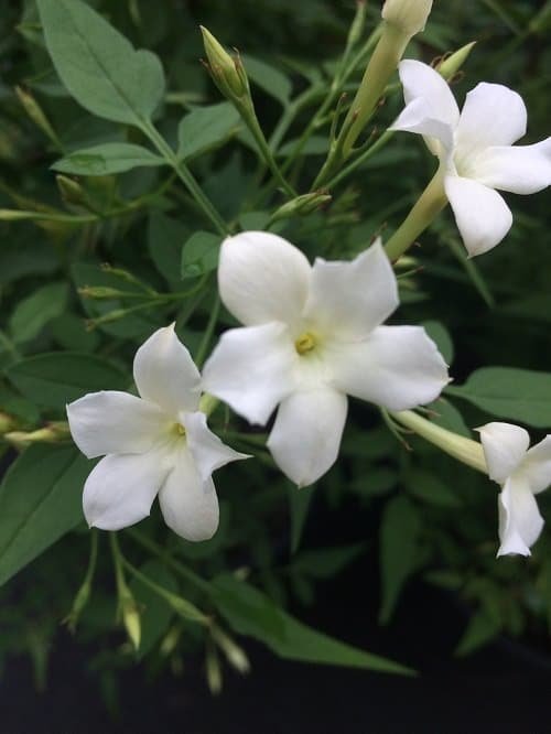 Types of White Flowers 82