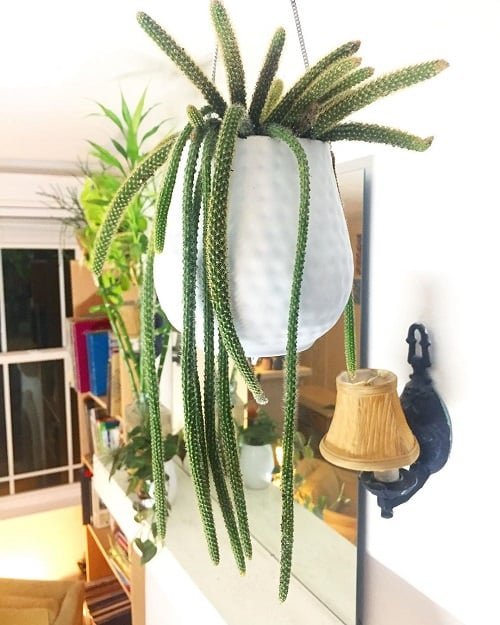 Best Indoor Cactus Plants 3