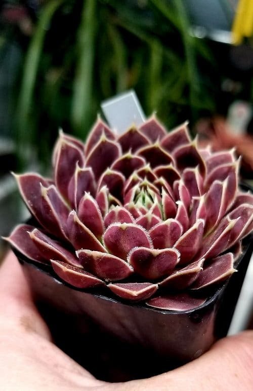 Best Red Succulents 3