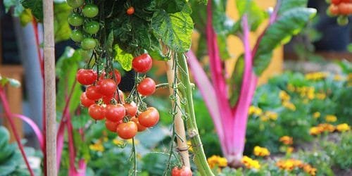 Best Types of Tomatoes 2