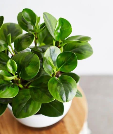 America's 12 Most Popular Houseplants According to Google Trends