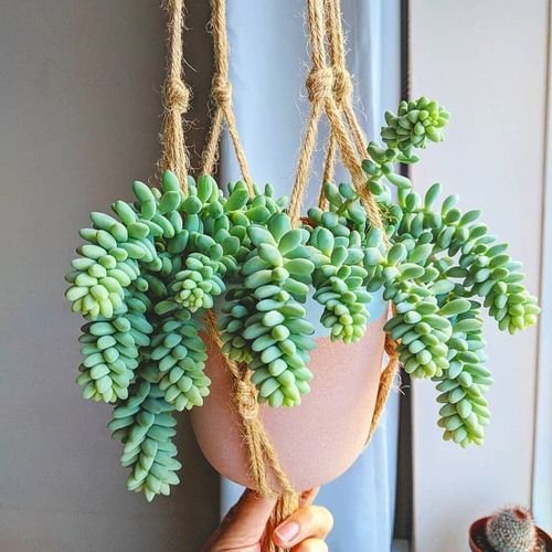 Succulents That Looks Like Jade Plant 5