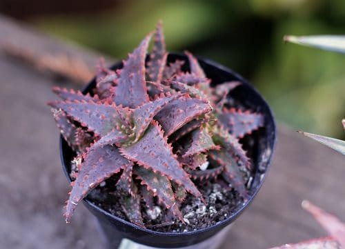 Best Red Succulents 4