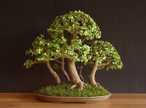 Best Indoor Bonsai Trees for Beginners 4