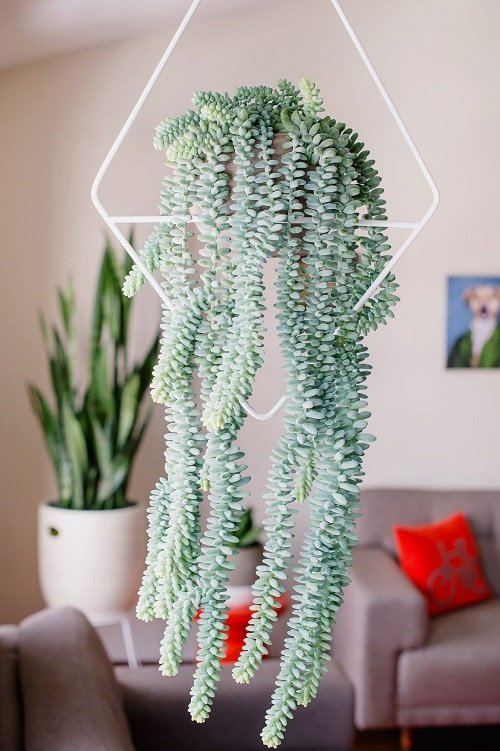 String Succulents that Hang 6