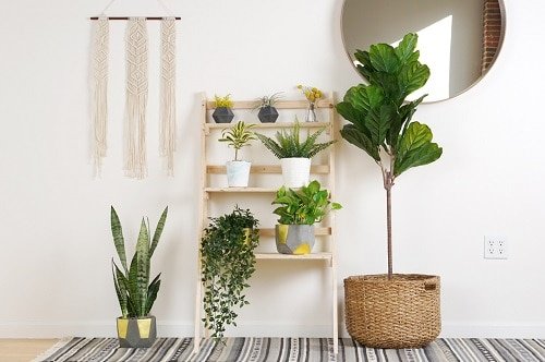 Best Selfie Plants to Grow Indoors 4