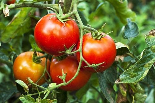 Best Types of Tomatoes 3
