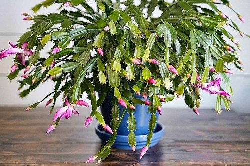 Best Indoor Cactus Plants 5