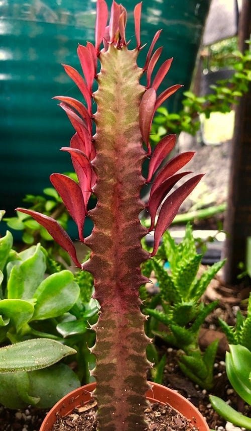 Best Red Succulents 5