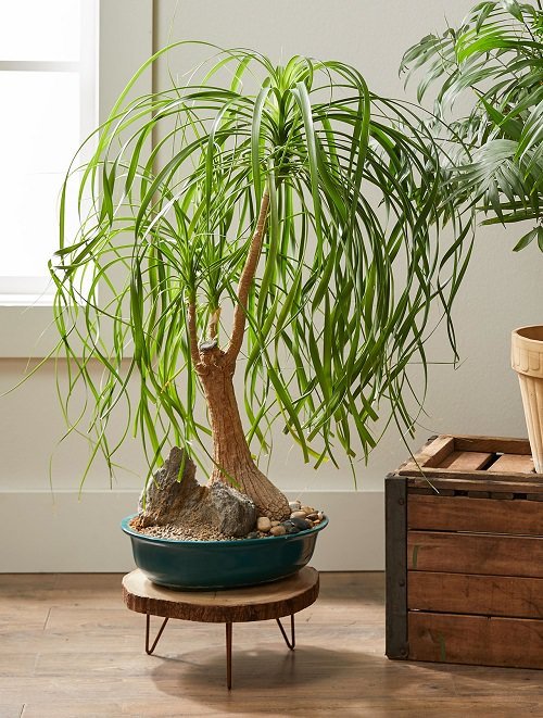 Best Indoor Bonsai Trees for Beginners 5