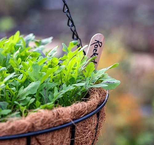 Best Herbs for Hanging Baskets 6