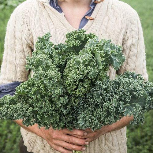 Best Types of Kale 5