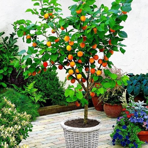 Fruits You Can Grow in Balcony 5
