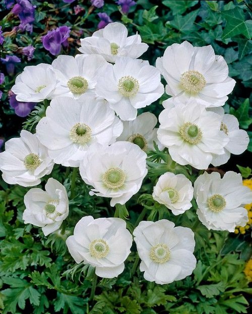 Types of White Flowers 20