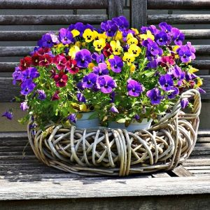 Are Pansies Edible | Can You Eat Pansy Flowers | Balcony Garden Web