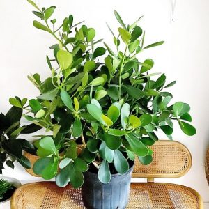 Autograph Tree Care Indoors | Growing Autograph Plant in a Pot