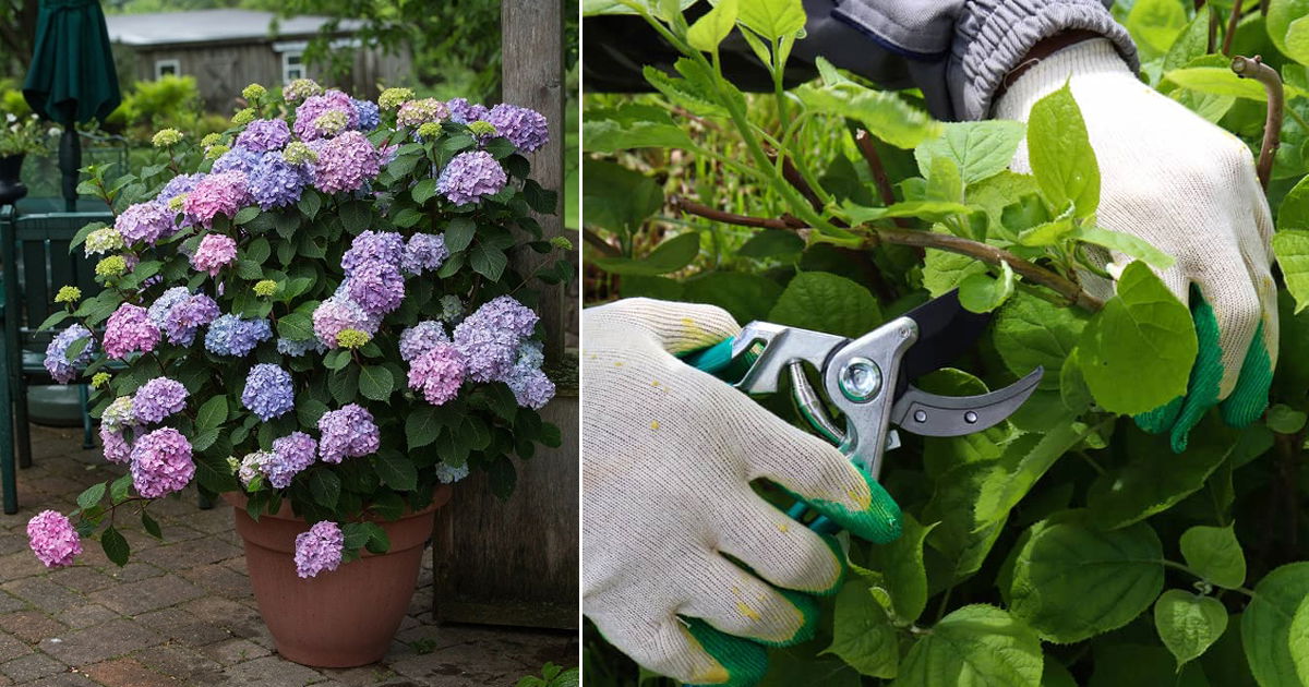 propagating-hydrangeas-how-to-root-cuttings-from-hydrangea