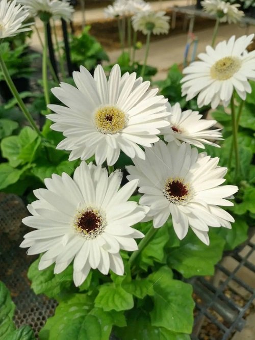 Types of White Flowers 71