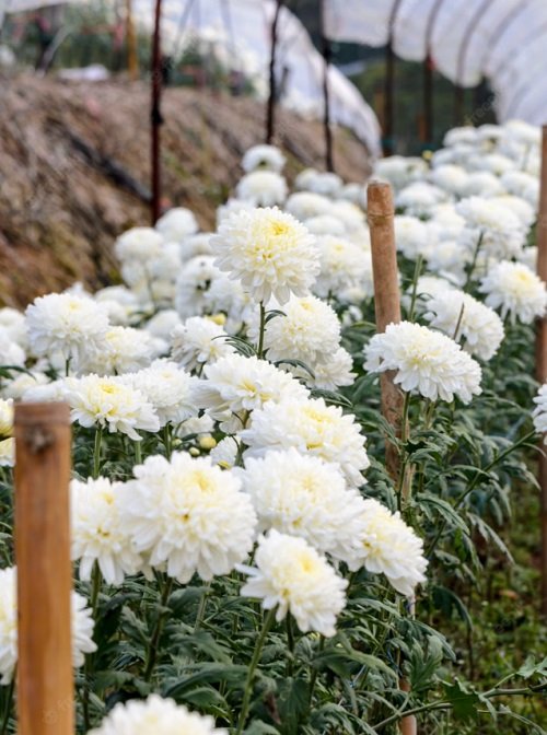 Types of White Flowers 22