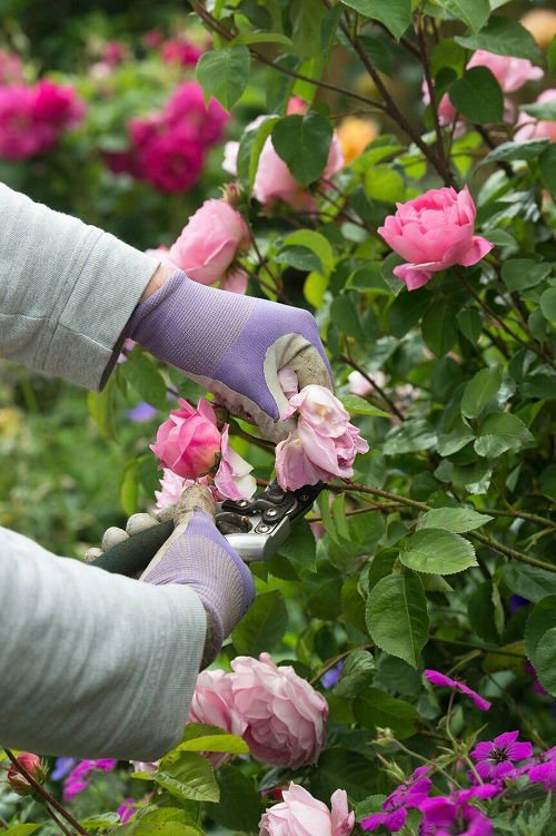 how to deadhead roses