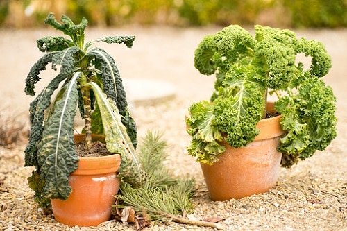 Growing Kale in Pots 2