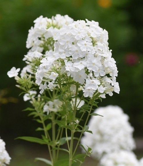 Types of White Flowers 45