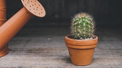 How to Grow Cactus from Seeds