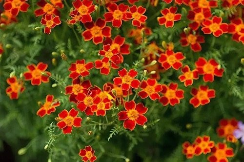 Types of Marigolds 2