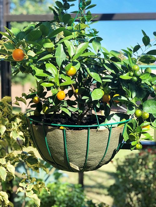 Fruits to grow in hanging baskets