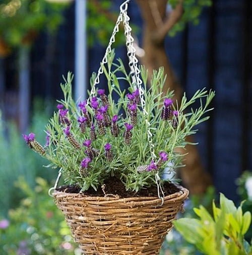 Image of Lavender and mint planted in a hanging basket together