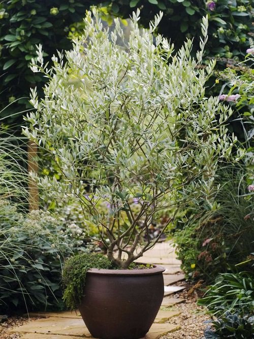selvmord Farmakologi Spectacle Growing Olive Tree in a Pot | How to Grow an Olive Tree in a Container