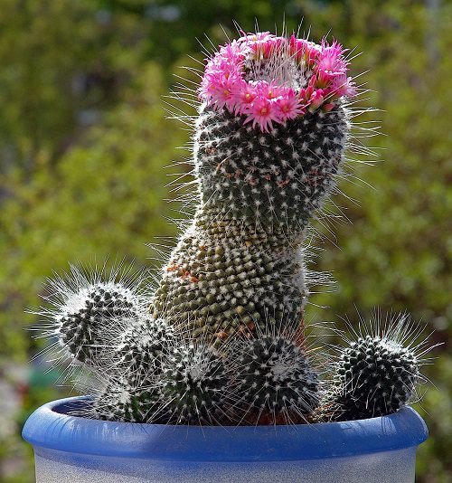 Best Flowering Cactus Plants 