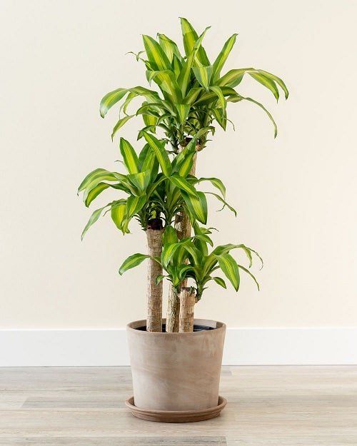 Plants that Increase Humidity Indoors 6