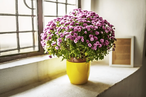 Vastu Plants for Home- Chrysanthemum