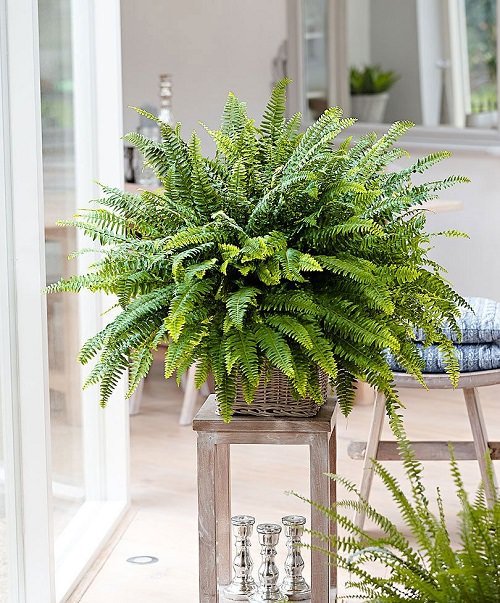 Plants that Increase Humidity Indoors 2