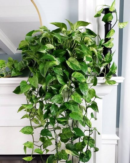 35 Indoor Plants According to Color Psychology & How They Affect You