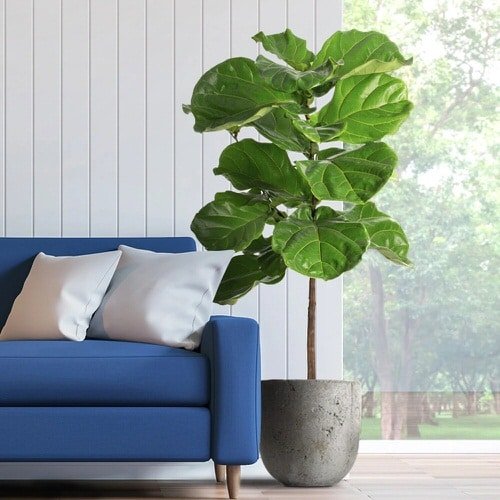 Indoor Fiddle Leaf Fig Decor Ideas 13