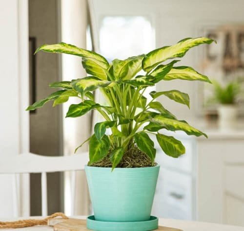 Plants that Increase Humidity Indoors 7