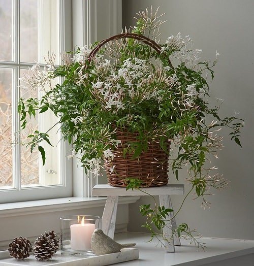 Jasmine-Vastu Plants for Home