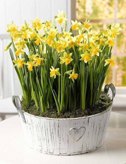 Vastu Plants for Home-. Daffodils