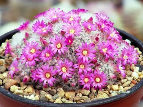 Best Flowering Cactus Plants 8