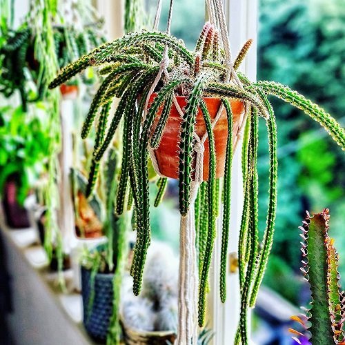 String Succulents that Hang 8