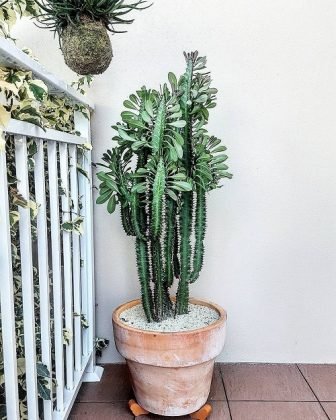 25 Best Indoor Cactus Plants for Home | Balcony Garden Web