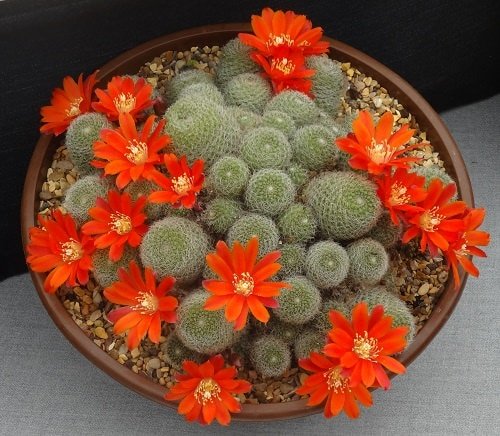 Best Flowering Cactus Plants 9